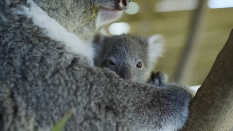 Most precious Koala Joey moments ever! -16