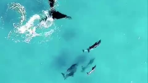 Mother whale takes her babies out to play