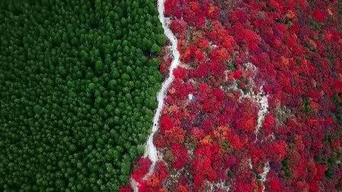 Trees in different colours separate mountain into half green and half red in China