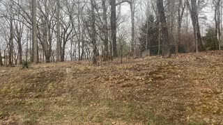 4 doe explore Tennessee backyard