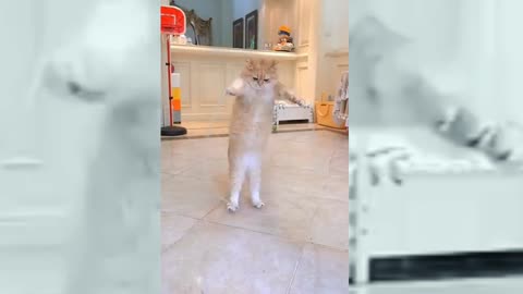 Funny Jumping Cat