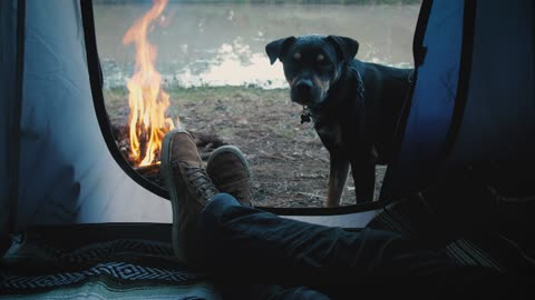 Person inside a tent with dog