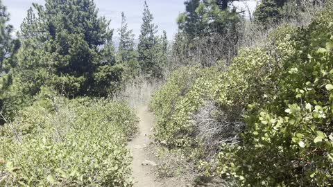 The Common Snowberry – The Black Butte Trail – Central Oregon – 4K