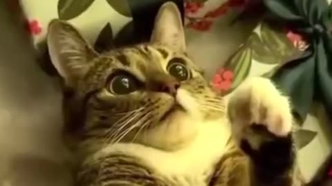 CRAZY CAT AND FUNNY MOMENT | #crazycat #cats #catsofinstagram #cat