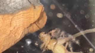 Jumping Spider Takedown