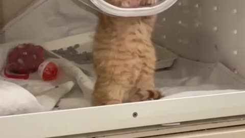 A little cute kitten is looking from glass box.