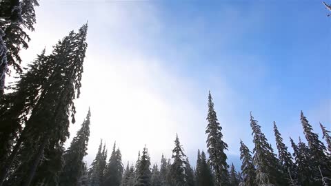 Low view of the sky from a forest with pine trees