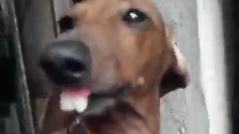Cute And Funny Dog With Unique Teeth