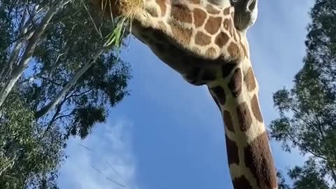 suspicious#giraffe#animals