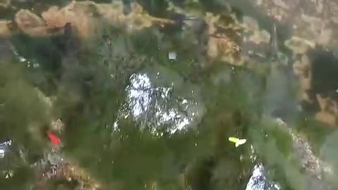 fish swimming in the tank