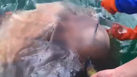 |Best Asian Fishing| 🐟 {Primitive Fishing Techniques}
