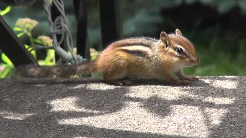 Baby Chipmunk Yawns on Front Porch