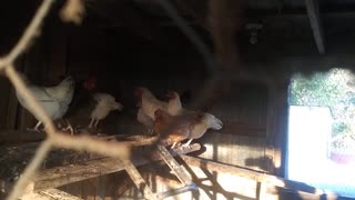 Fox Eye View of Dinner Looking at Chicken Chickens In a Coop Through the Wire