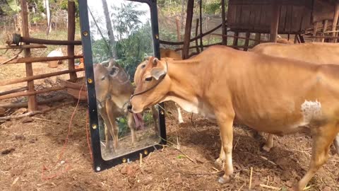 Cow looking at the mirror prank hilarious