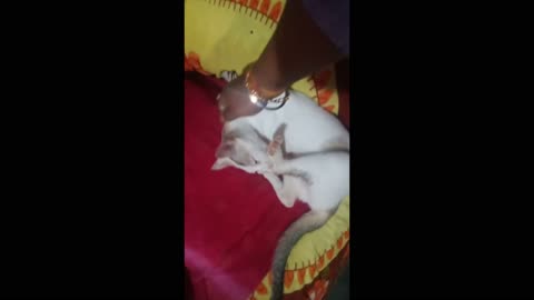 Funny Cat Videos || Mom Cat Talking to Kittens Cute Cat Videos (2022)