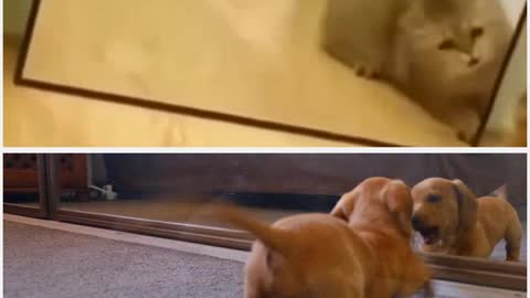 Dog vs Cat, Reactions on reflection in Mirror