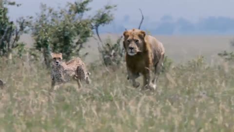 King lion Hunting of leopard 🐆 #lion#leopard