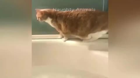 Trending Funny Animals😆😅 and cat funny video part 2🐱😸😾🐈