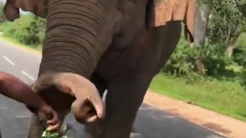 Wild elephant attack video