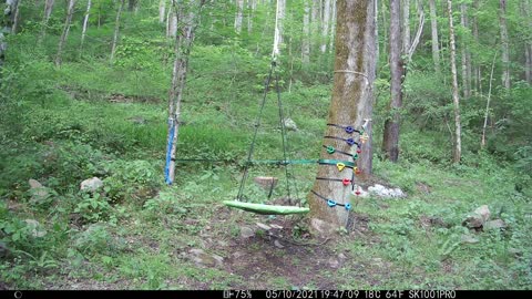 Bears Enjoying Some Playtime on a People Swing