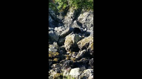 Young Black Bear Crosses in Front of Boat