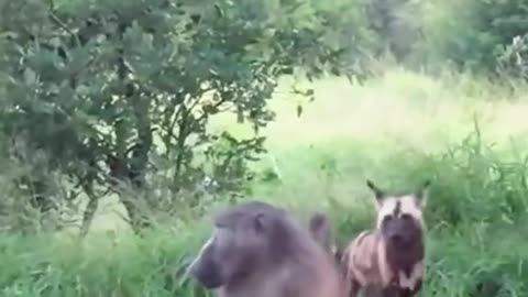 Hyena Attack The Monkey