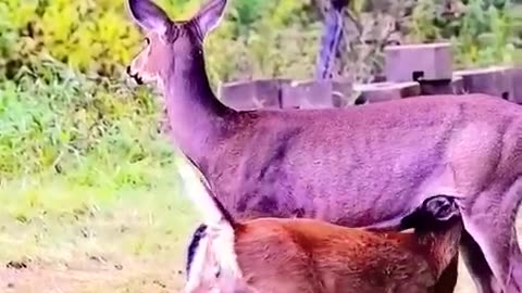 Two baby deer feeding on their mother milk