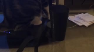 Sassy Cat Knocks Over Cup Over And Over