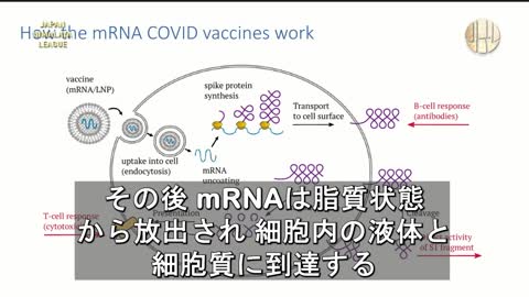 mRNA vaccines should NEVER be used to prevent or treat infectious diseases.