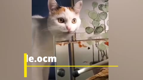 Cat funny movements video