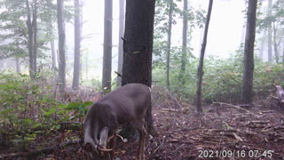 2021 trail cam video 6 point