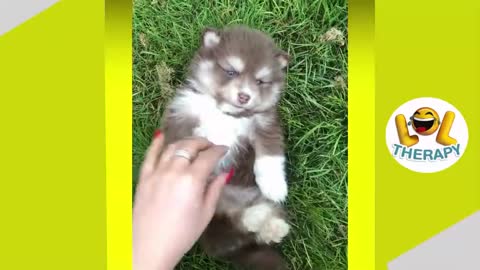 Adorable puppies doing Funny Things