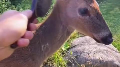 Rescue baby deer