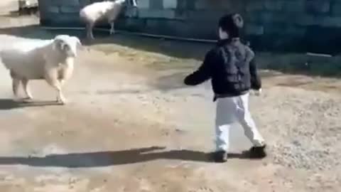 Child trains a goat