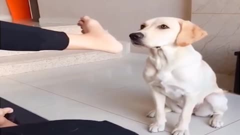 Dog eating and funny with enjoy so much