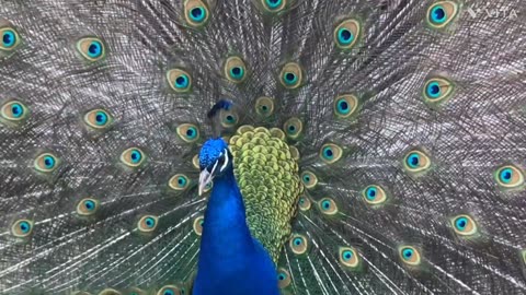 Peacock dancing video