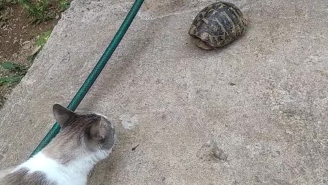 Любопытный кот и черепаха