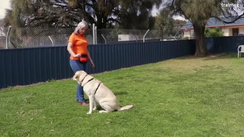 Best dog training videos 2022