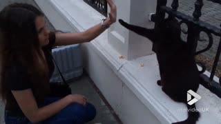 How to teach a cat High Five