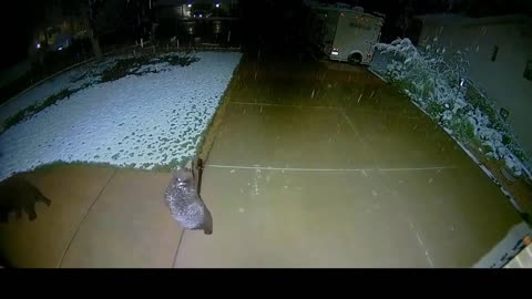 Adorable Baby Bear Catching Snow In The Drive Way | Adorable Animals