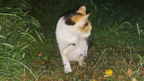 Cute cat soaking in the rain.