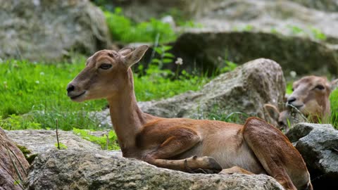 female Mouflon sheep video animal