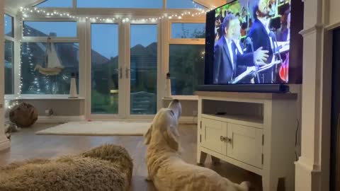 Laughter...Animals watching TV. The funniest thing. You can't miss it.