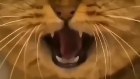 Cute cat funny video , cat is running from snake