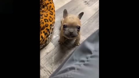 Try Not To Laugh To These Pets Compilatione