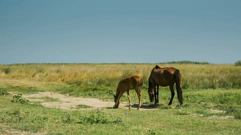 Horses at the meadow with green grass