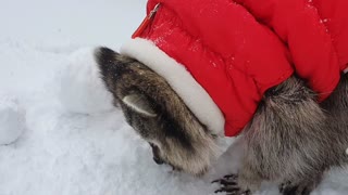 Raccoon is having fun digging through the snow.
