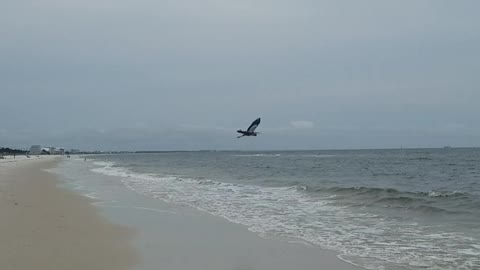 Great Blue Herron flying in Mexico Beach FL