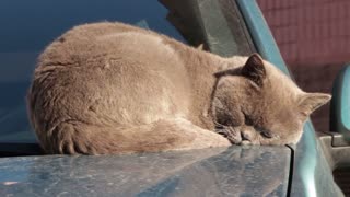 Brown Sunny Cat Sleep On Car