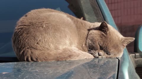 Cat Tabby pretends to sleep to avoid taking her medicine